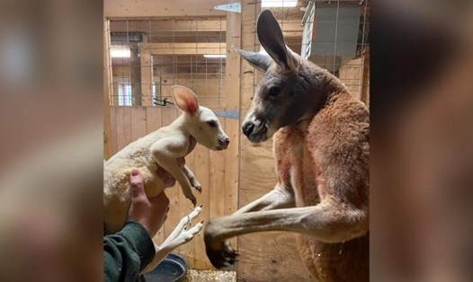 Kangaroo con Cosmo với bộ lông trắng đặc biệt và kangaroo bố mang tên Boomer. Ảnh: Animal Adventure Park