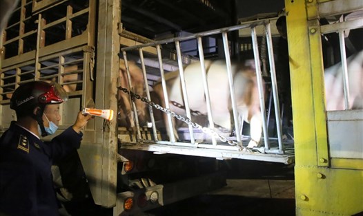 Cơ quan thú y ở Cửa khẩu Quốc tế Lao Bảo kiểm tra lợn nhập khẩu. Ảnh: HT.
