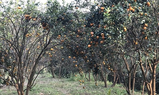 Vườn cam sành trên chục tuổi ở thị trấn Tân Yên, huyện Hàm Yên. Ảnh: Hoàng Phương