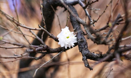 Hoa mai trắng được trồng tại Nhật Tân (Tây Hồ, Hà Nội). (Ảnh: Lan Như)