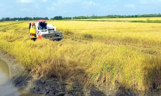 Thu hoạch lúa trên đất nuôi tôm tại huyện Phước Long, tỉnh Bạc Liêu (ảnh Phan Thanh Cường)