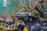 Độc lạ dịp Tết Tân Sửu: Trâu ôm tiền vàng "cõng" bích đào xuống phố