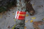 Thanh Hoá: Những cành đào được “dán tem” về phố đón tết