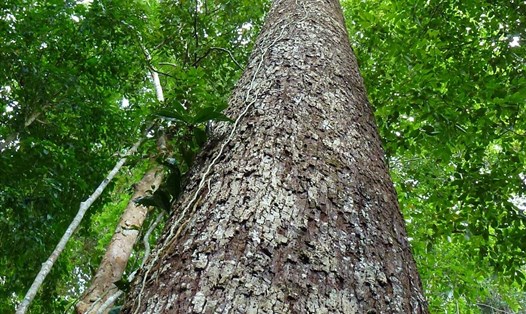 Việt Nam quyết tâm trả lại màu xanh cho rừng, nâng tỉ lệ che phủ rừng lên 43% vào năm 2025. Ảnh: Trần Lâm Đồng