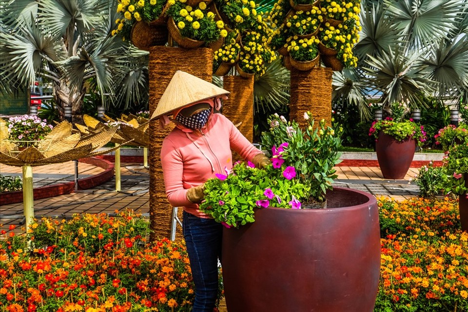 Đà Nẵng chi phí 11,1 tỷ trang trí hoa, đèn chiếu sáng đón Tết Tân Sửu. Ảnh: HV