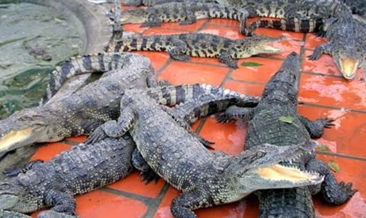 Nhiều nơi ở Bạc Liêu người nuôi không cho cá sấu ăn vì giá quá thấp. Ảnh Nhật Hồ