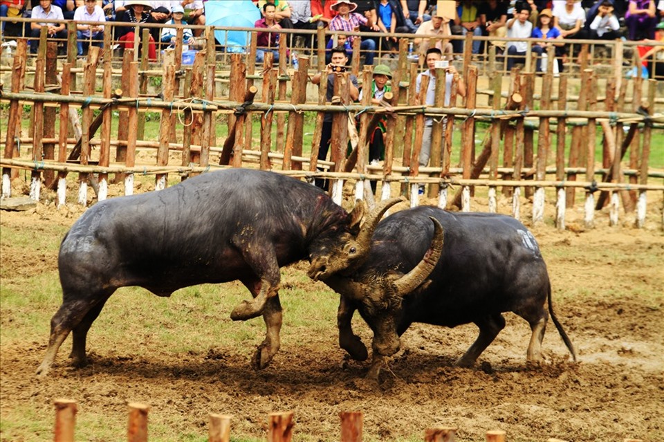 Lễ hội chọi trâu Hải Lựu (sông Lô, Vĩnh Phúc). Ảnh Ngô Phong