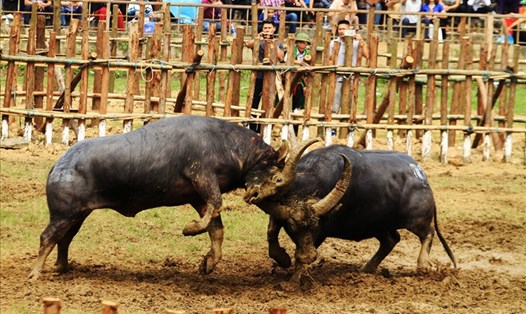 Lễ hội chọi trâu Hải Lựu (sông Lô, Vĩnh Phúc). Ảnh Ngô Phong