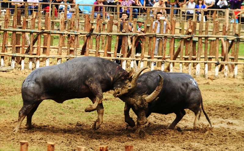 Lễ hội chọi trâu Hải Lựu (sông Lô, Vĩnh Phúc). Ảnh Ngô Phong