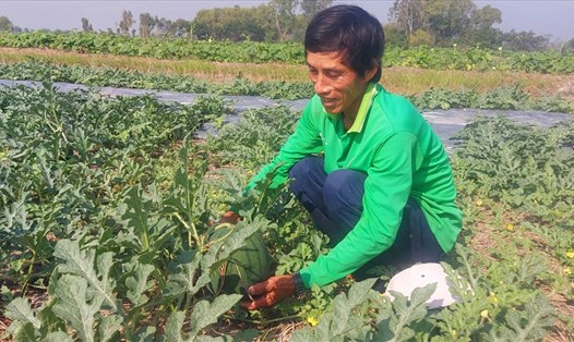 Nông dân Vĩnh Thuận (Kiên Giang) phấn khởi vì trúng mùa, trúng giá các loại rau màu tết. Ảnh: PV