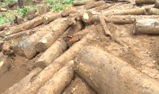 Vụ chôn lấp gỗ trái phép bị phát hiện ở huyện Bảo Lâm, Lâm Đồng trong thời gian qua. Ảnh: L.Đ