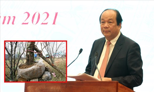 Bộ trưởng, Chủ nhiệm Văn phòng Chính phủ Mai Tiến Dũng lý giải về chỉ đạo "cấm chặt đào rừng chơi Tết". Ảnh T.Vương