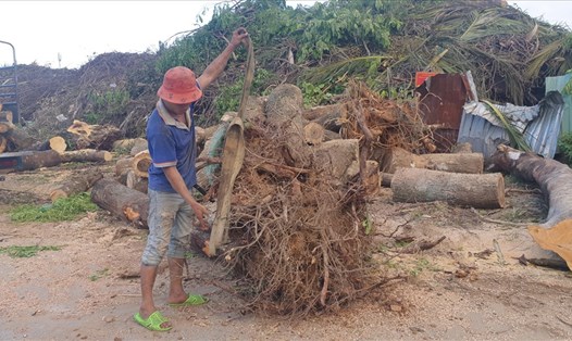 Kỷ luật cán bộ công ty cây xanh Đà Nẵng liên quan đến sự việc bán cây ngã đổ.
