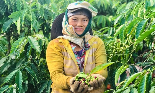 Người nông dân trồng cà phê ở Gia Lai rơi vào cảnh "mất mùa rớt giá". Ảnh TTuấn
