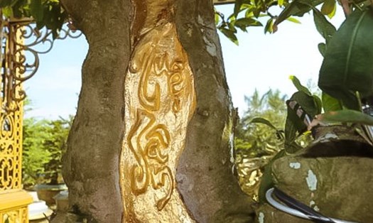 Vết sẹo của cây được khắc chữ "Tuệ Sâm" bằng thư pháp và dát 9 chỉ vàng SJC độc nhất vô nhị ở Việt Nam. Ảnh: Hồng Lan