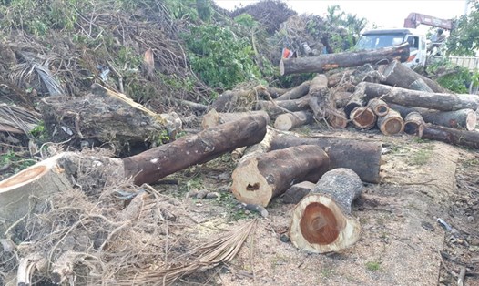 Nhiều năm qua, hàng ngàn cây xanh ngã đổ trong mưa bão ở Đà Nẵng không biết đi về đâu.
