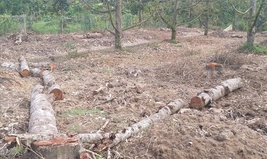 Đợt hạn mặn mùa khô 2019 - 2020 làm thiệt hại nhiều vườn sầu riêng ở Tiền Giang. Ảnh: K.Q