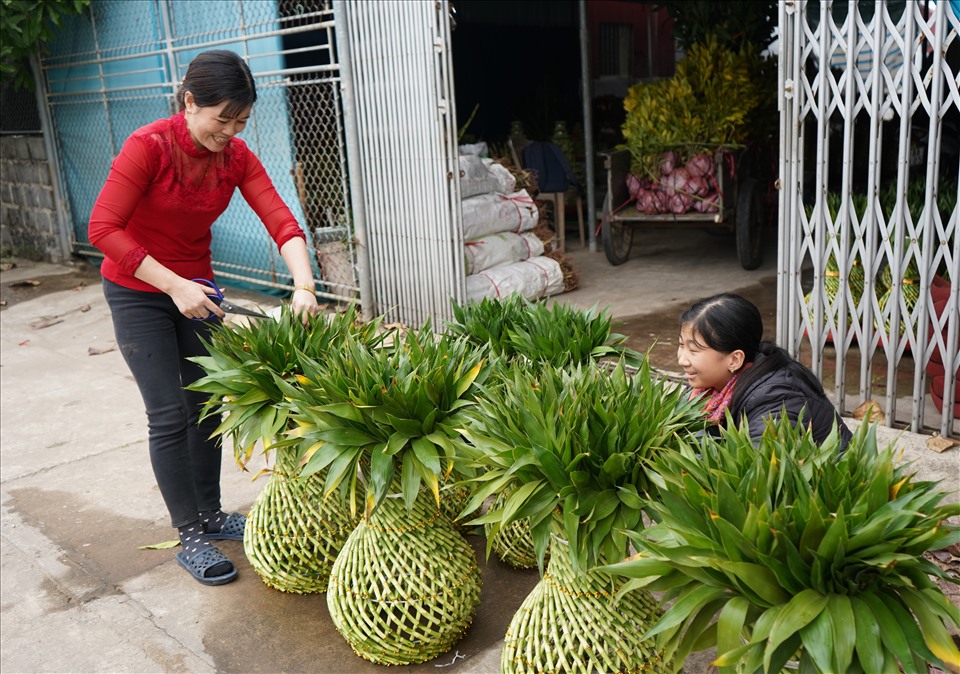 Nông dân Minh Tân (Đông Hưng, Thái Bình) phấn khởi vì sản phẩm từ cây phát lộc làm tới đâu bán hết tới đó, mang lại thu nhập "khủng" dịp cuối năm. Ảnh Mai Dung