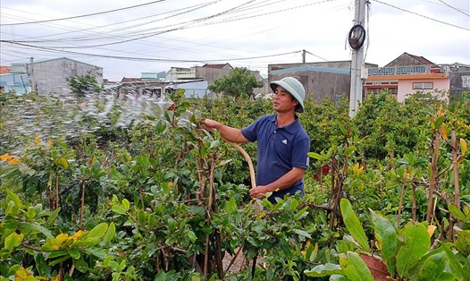 Người trồng mai ở thôn Háo Đức (xã Nhơn An, thị xã An Nhơn, tỉnh Bình Định) đang tất bật chăm sóc cây để kịp bán Tết. Ảnh: N.T