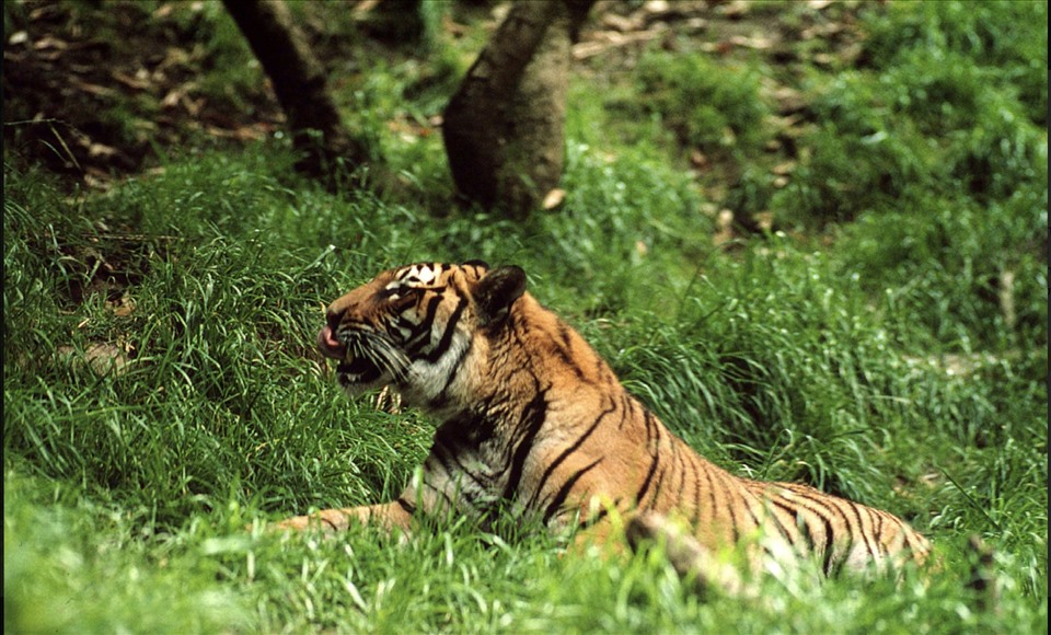 Triển lãm ảnh trực tuyến kêu gọi bảo vệ động vật hoang dã. Ảnh: GV