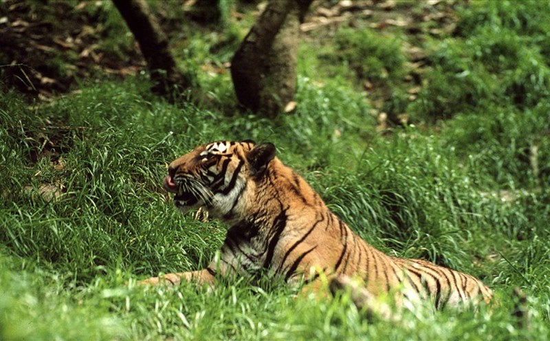 Triển lãm ảnh trực tuyến kêu gọi bảo vệ động vật hoang dã. Ảnh: GV