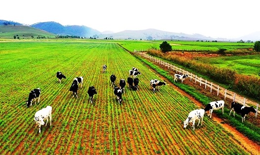 Lào cũng là thị trường thu hút các dự án đầu tư nông nghiệp của Việt Nam. Ảnh: TL
