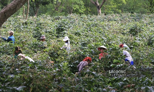 Nông dân huyện Mường Ảng, Điện Biên thu hái cà phê. Ảnh: Văn Thành Chương