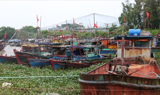 Toàn bộ tàu thuyền của ngư dân Thái Bình đều đã được neo đậu, tránh trú an toàn tính đến 15 giờ chiều qua (9.10). Ảnh: CTV