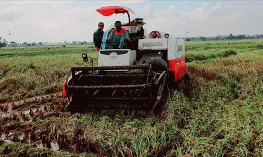 Nông dân huyện Thái Thụy (tỉnh Thái Bình) khẩn trương thu hoạch các diện tích lúa mùa bị đổ gục sau mưa bão. Ảnh: CTV