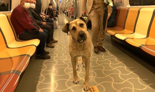 Chú chó Boji trên tàu điện ngầm. Ảnh: Twitter Boji