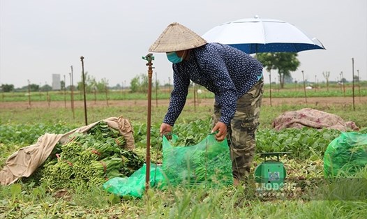 Người dân thu hoạch trên những ruộng rau ở Mê Linh, Hà Nội. Ảnh T.Vương