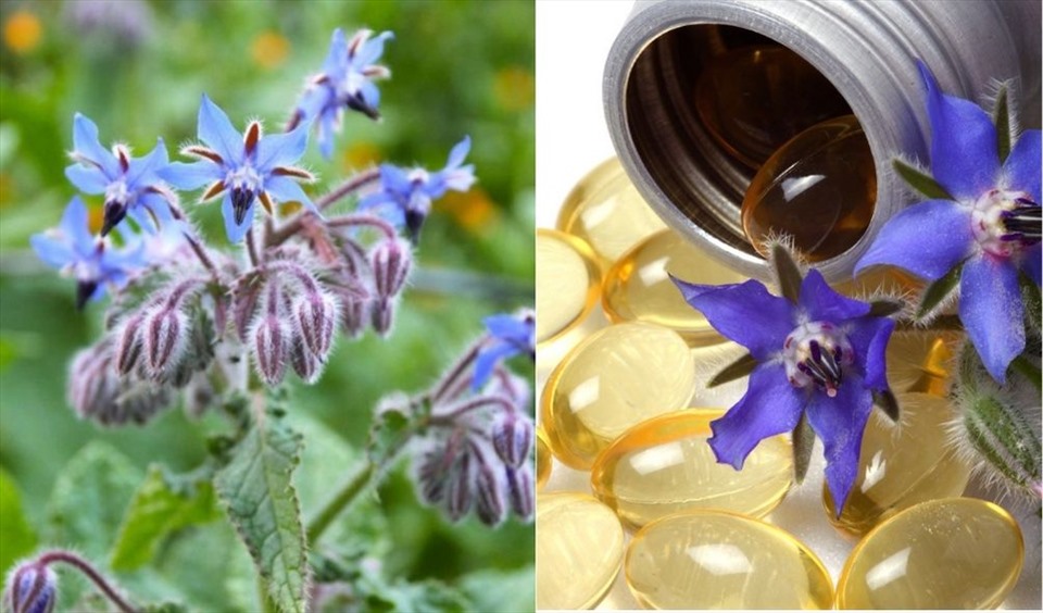 Tinh dầu lưu ly mang lại nhiều lợi ích cho sức khỏe như chống viêm, trị bệnh chàm. Đồ họa: Thanh Ngọc