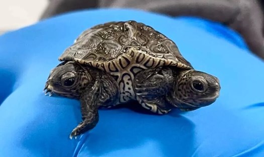 Ảnh 2 con rùa liền thân được Trung tâm Động vật Hoang dã New England chia sẻ lên Facebook.