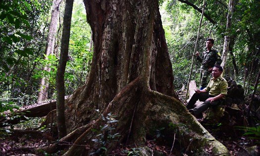 Những cây nghiến có tuổi đời cả nghìn năm là "đặc sản" tại Na Hang.