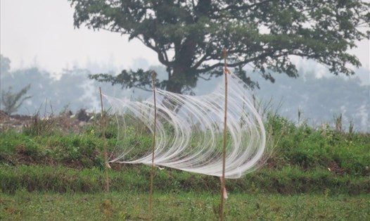 Những chiếc lưới được giăng rộng cả thửa ruộng, gần như vô hình trong không trung. Ảnh: H.L