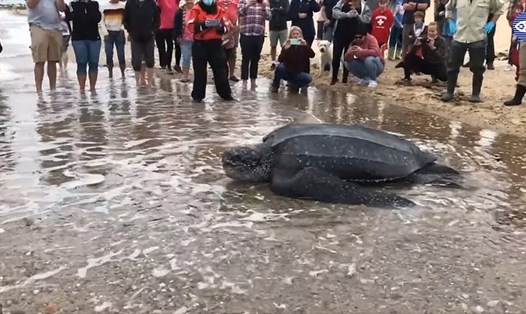 Con rùa nặng tới hơn 272kg. Ảnh: IFAW
