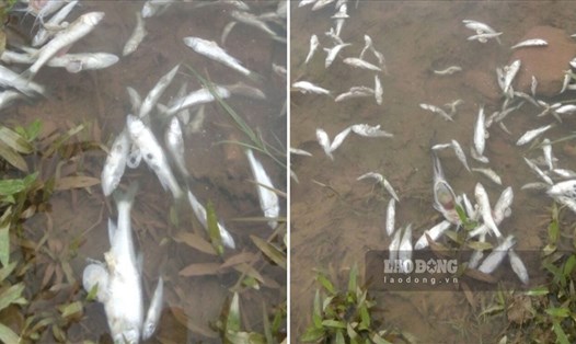 Cá chết tại suối Cái xã Dũng Phong, huyện Cao Phong, tỉnh Hòa Bình. Ảnh: Minh Chuyên.