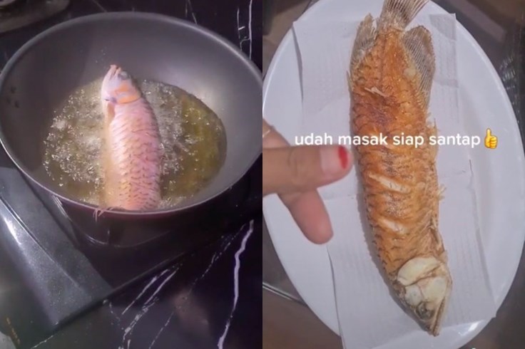 Người phụ nữ Indonesia rán con cá cảnh đắt giá của chồng