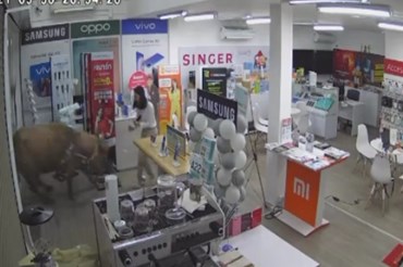 Trâu lao thẳng vào cửa hàng ở Thái Lan. Ảnh chụp màn hình