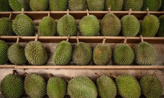 Quả sầu riêng được mệnh danh là vua của các loại trái cây. Ảnh: AFP