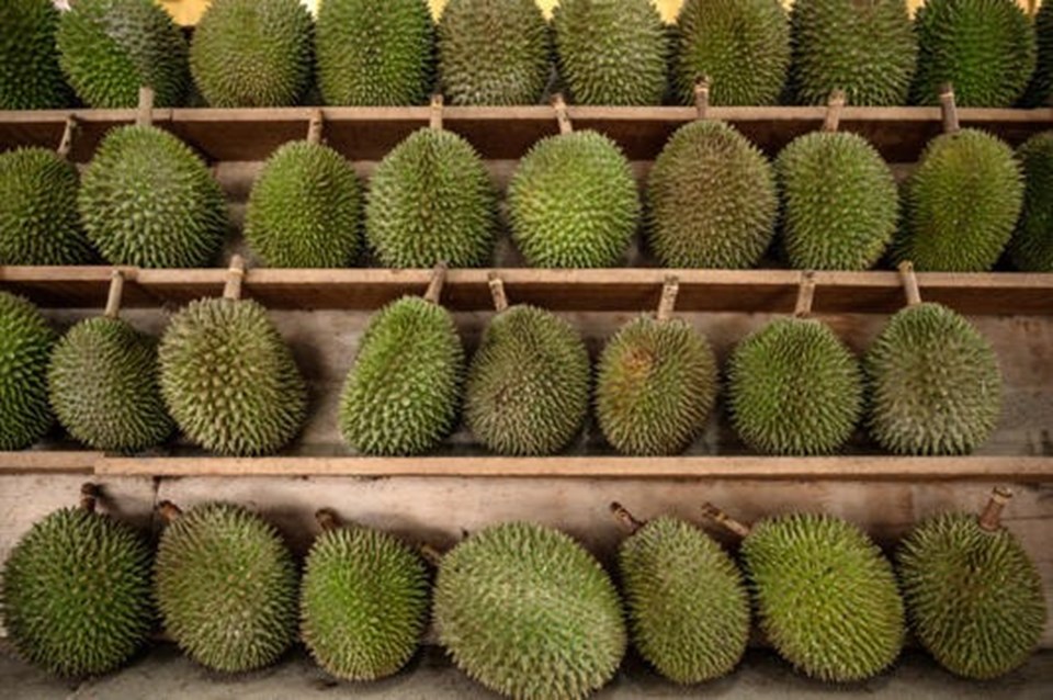 Quả sầu riêng được mệnh danh là vua của các loại trái cây. Ảnh: AFP