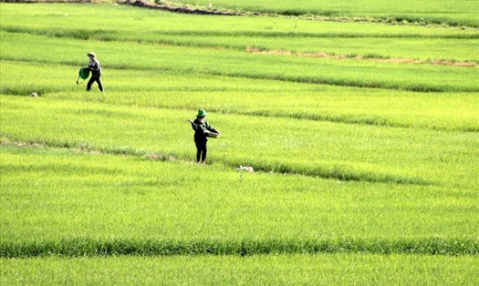 Xã Buôn Chóah được xem là vựa lúa gạo lớn nhất Tây Nguyên hiện nay.