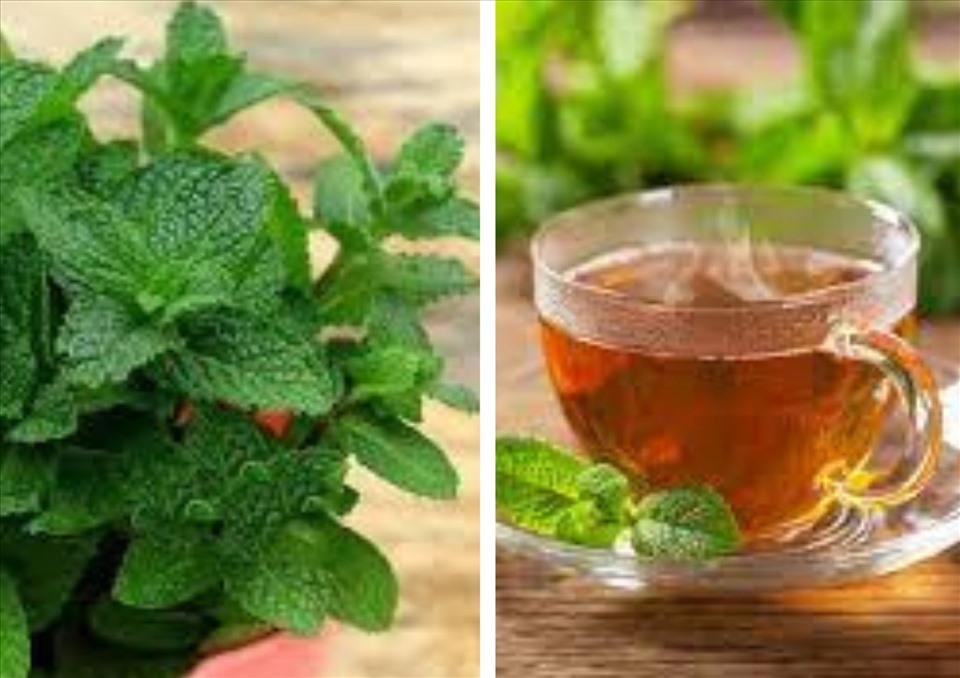 Trà bạc hà giúp thanh nhiệt, giải độc gan. Đồ họa: Thanh Ngọc