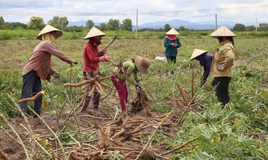 Nông dân ở Quảng Trị thu hoạch nông sản chạy lũ. Ảnh: Hưng Thơ.
