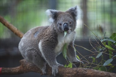 Một con gấu túi ở Australia. Ảnh: AFP