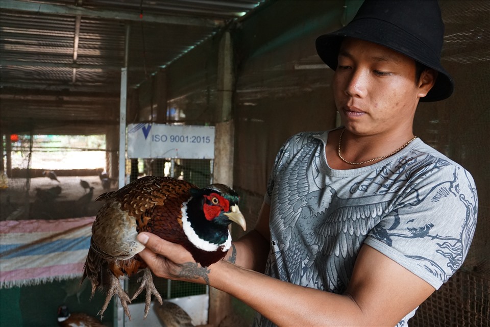 12 đặc tính của chim Trĩ cần hiểu rõ để nâng cao hiệu quả chăn nuôi