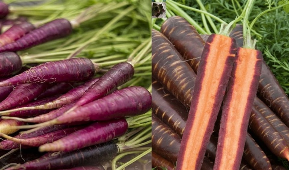 Cà rốt tím mang lại nhiều lợi ích cho sức khỏe. Đồ họa: Thanh Ngọc