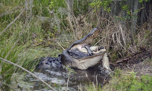 Cá sấu khổng lồ nuốt chửng đồng loại trong thiên nhiên hoang dã. Ảnh minh họa. Ảnh: AFP/Getty