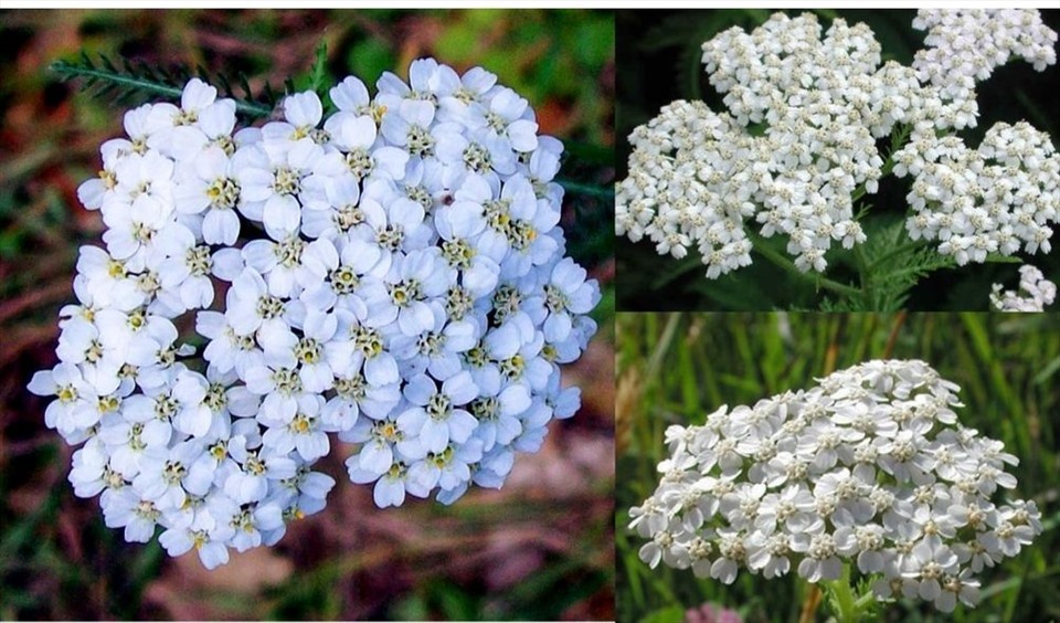 Cúc vạn diệp mang lại nhiều lợi ích cho sức khỏe. Đồ họa: Thanh Ngọc