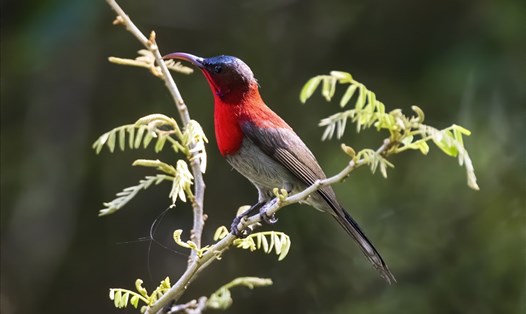 Chim hút mật đỏ tuyệt đẹp ở vùng rừng núi Kon Hà Nừng. Ảnh Tư liệu